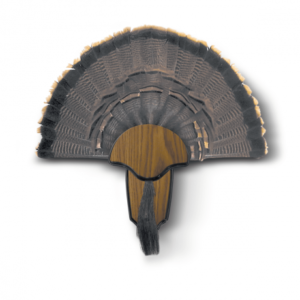 Turkey Fan and Beard Mount deals Plaque